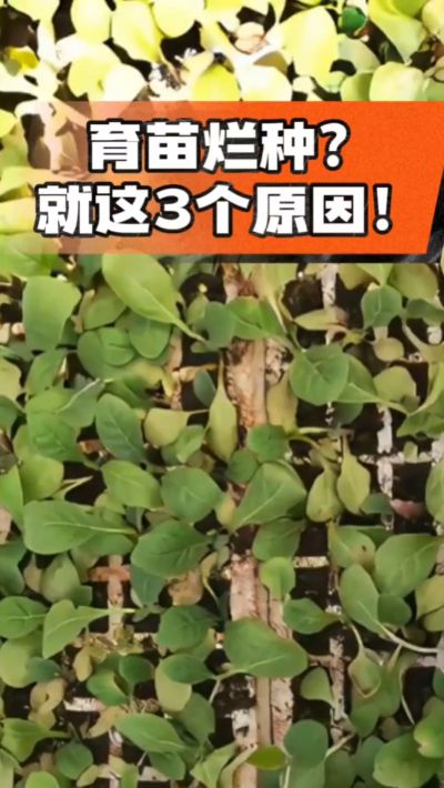 烤烟育苗烂种？3个原因讲清楚！消毒、控水、控温，做到就苗齐苗壮🔥
#烤烟育苗 #烤烟种植 #烂种防治 #烟农