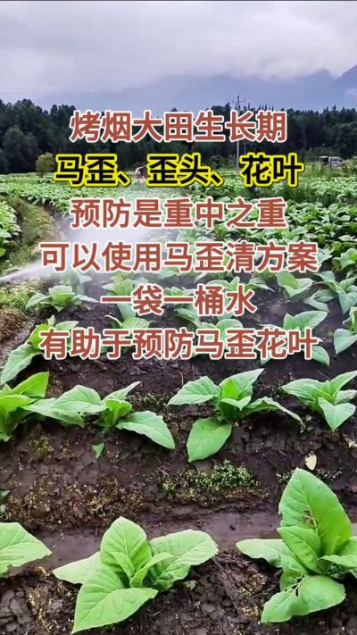 烤烟大田生长期，马歪歪头花叶预防是重中之重，可以使用马歪清方案，一袋一桶水，有助于预防马歪花叶。
烤烟管理早做一步，后期少操心！#烤烟种植#烤烟管理#烤烟大田管理#烤烟病害防治