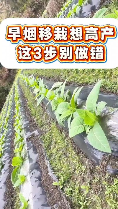 早烟移栽想高产，这3步是关键！深栽不露茎、土压结实根、浇透定根水，做好这几点，烟苗缓苗快、根系旺，后期少操心～